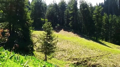 Mountain Forest With The Trees Growing On Hills 動画素材 161878699