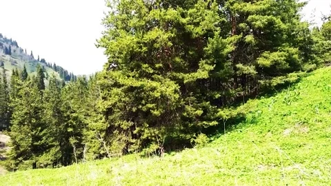 Mountain Forest With The Trees Growing On Hills 動画素材 161879074