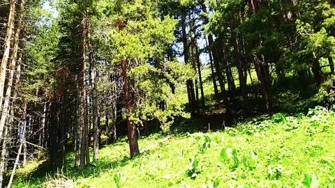 Mountain Forest With The Trees Growing On Hills 動画素材 161879151