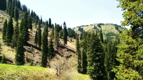 Mountain Forest With The Trees Growing On Hills 動画素材 161879249