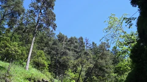 A mountain forest with trees moving in the wind in the summer  Stock-Footage 219382772