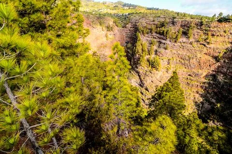 A mountain with a forest of trees Stock Photos