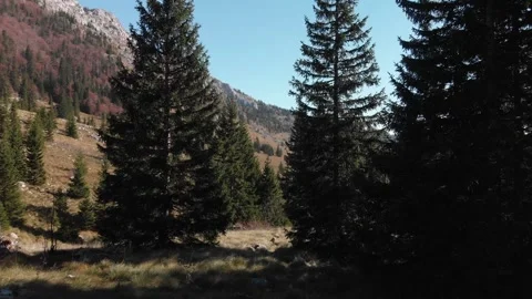 Mountain Forest Velebit 01 Stockbeeldmateriaal 272622652