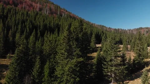 Mountain Forest Velebit 04 Stockbeeldmateriaal 272622552