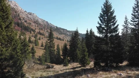 Mountain Forest Velebit 05 Stockbeeldmateriaal 272622680