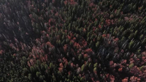 Mountain Forest Velebit Black Forest from abowe Stockbeeldmateriaal 272622779