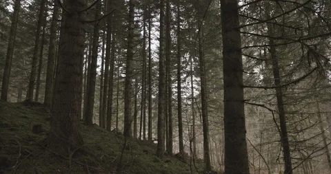 Mountain forest - vertical panning shot - 4K, AppleProRes 422 Stock Footage 92200304