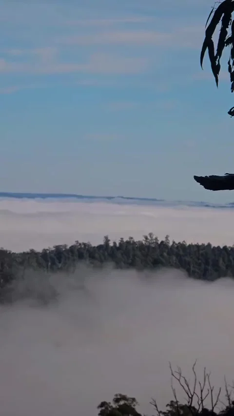 Mountain Forest View Above Sea of Clouds Vídeos de archivo 342265682