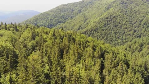 Mountain forest viewed from above Video stock 203907291