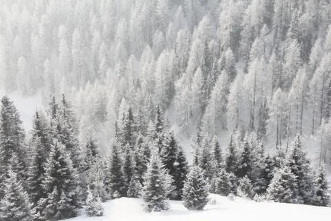 Mountain forest in winter Stock Photos