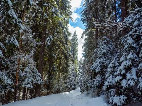Mountain forest in winter Stock Photos