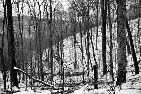 Mountain Forest in Winter 스톡 사진