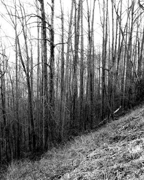 Mountain Forest in Winter 스톡 사진