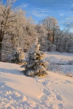 Mountain forest in winter time during golden hour, vertical orientation Stock Photos