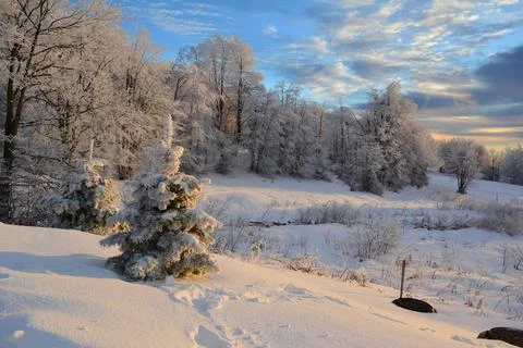 Mountain forest in winter time during golden hour Stock Photos
