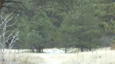 Mountain forrest snowfall Stock Footage 36004871