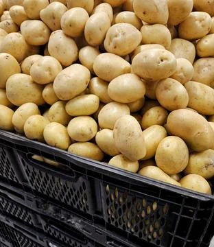 Mountain of Fresh Potatoes Stock Photos