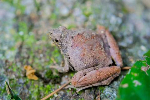 Mountain frog Stock Photos
