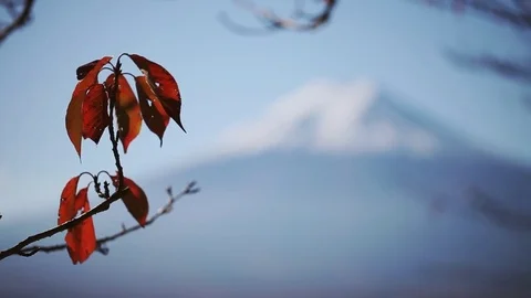Mountain Fuji in autumn. Stock Footage 80355059