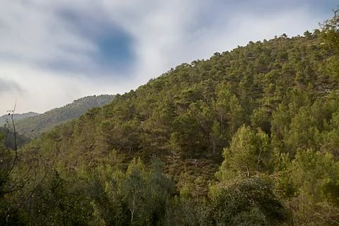 MOUNTAIN FULL OF PINE TREES WITH CLOUDY SKIES Stock Photos