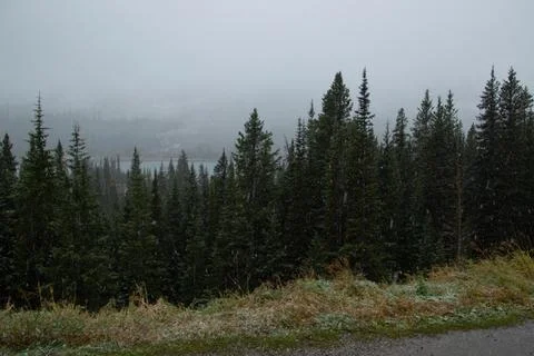 Mountain full of pine trees on a snowing day. Stock Photos