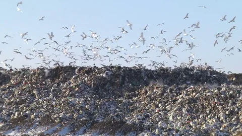 Mountain Of Garbage Waste Plastic Bottles Packages Of Rotting Food Stock Footage 71652990