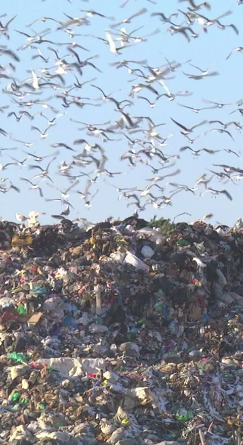 Mountain Of Garbage Waste Plastic Bottles Packages Of Rotting Food Video stock 249308085