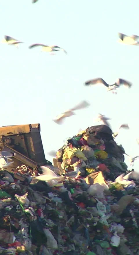 Mountain Of Garbage Waste Plastic Bottles Packages Of Rotting Food Stock Footage 249308410