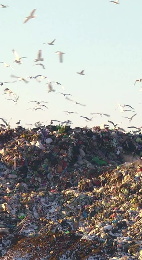 Mountain Of Garbage Waste Plastic Bottles Packages Of Rotting Food Stock Footage 249308460