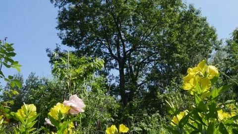 Mountain Garden on a Summer Day Stock Footage 71154074