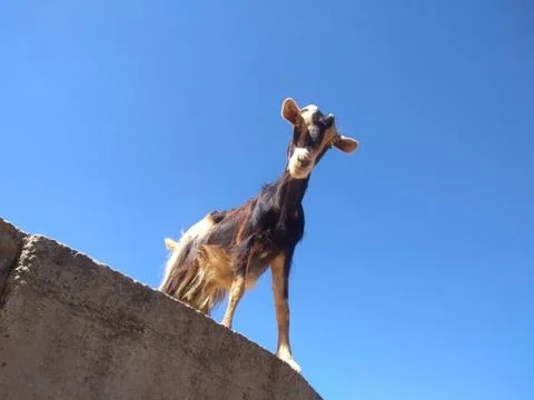 Mountain Goar Stock Photos