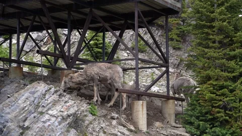 Mountain Goat in 4K Vídeo Stock 244947247