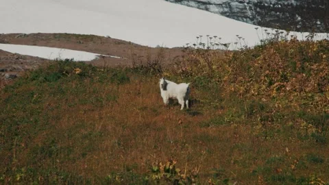 Mountain goat of Alaska Stock Footage 168324364