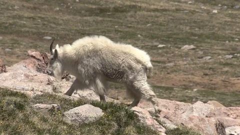 Mountain Goat in the Alpine Vídeos de archivo 77888386