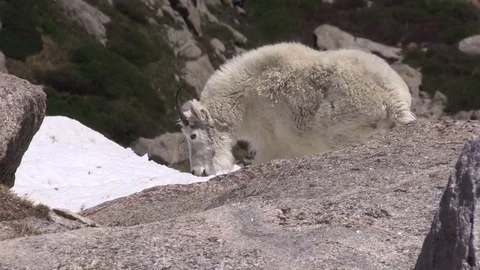 Mountain Goat in the Alpine Video stock 78498441