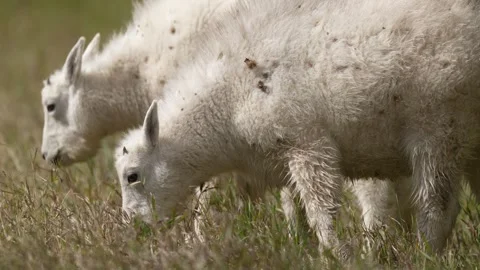 Mountain Goat Babies Stock Footage 252231403