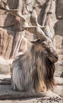 Mountain goat with big horns Stock Photos