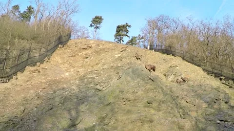 Mountain goat camera pan from right to left also known as Rocky Mountain Goat 4k Stock Footage 58649287