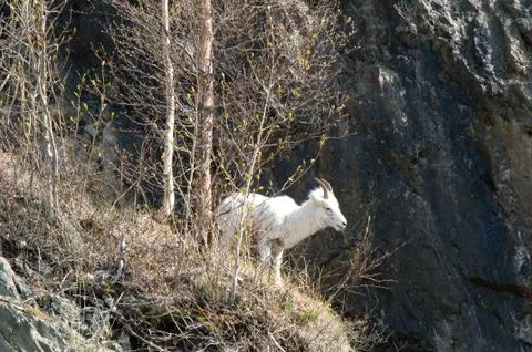Mountain Goat on Cliff Stock Photos