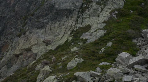 Mountain goat climbing rock face Chamonix Stock Footage 53576516