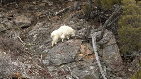 Mountain Goat climbing on rocks as it grazes Stock Footage 246453089