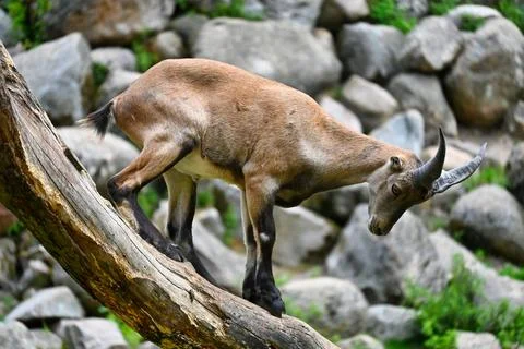 Mountain goat climbs on a fallen tree in a rocky area near a forest during .. Stock Photos