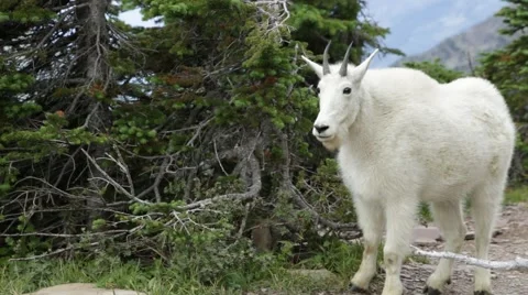 Mountain goat up close Video stock 41454697