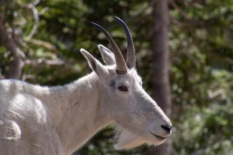 Mountain Goat Closeup Stock Photos