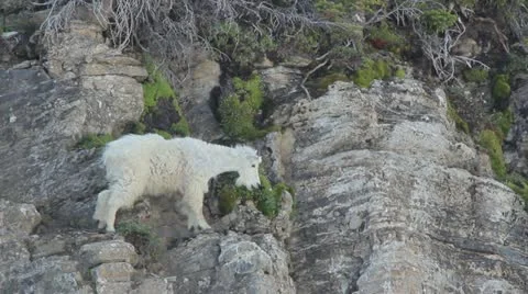 Mountain Goat Eating Video stock 11424659