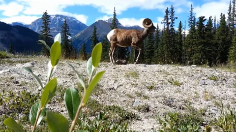 Mountain Goat Eating 動画素材 34200097