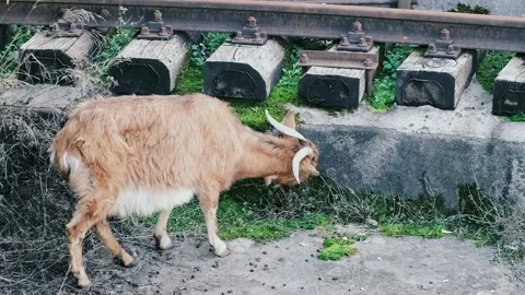 Mountain goat eats grass on old railroad tracks Stock Footage 230704798