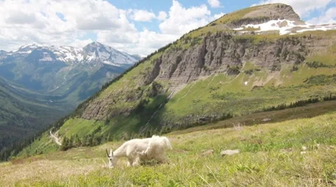 Mountain goat feeding wildlife Stock Footage 8574341