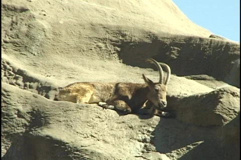 Mountain Goat Stock Footage 297945