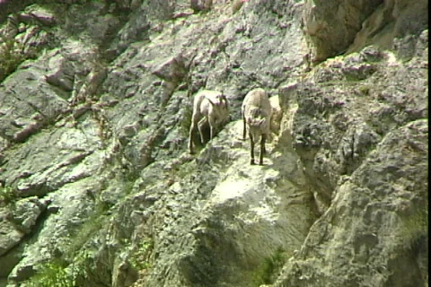 Mountain Goat Video stock 819047